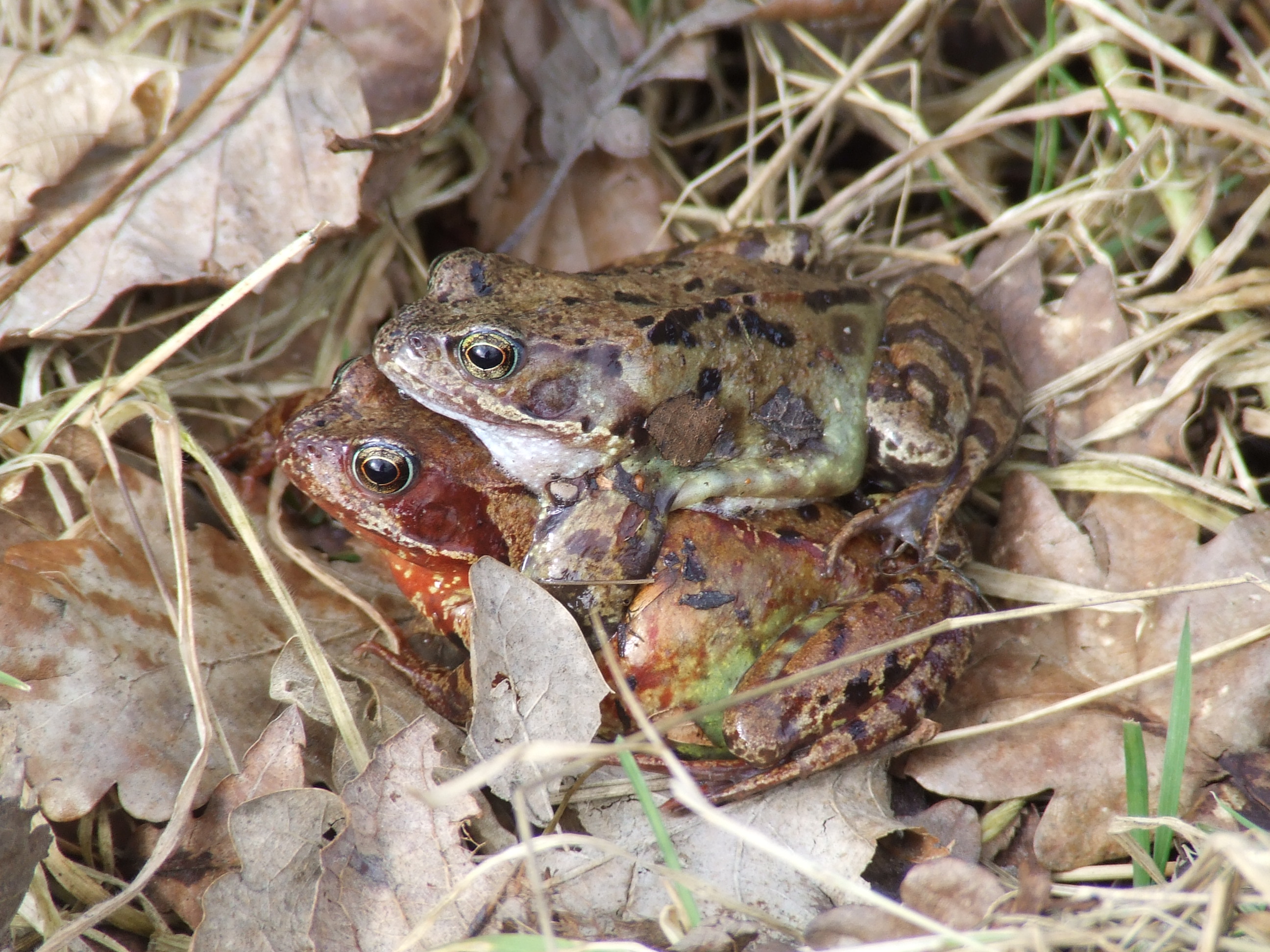 FROG LOVE Bill Bagley Photography